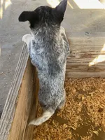 Diesel, a male Australian Cattle Dog for sale in Escalon, CA – 3 of 6