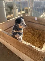 Buster, a male Australian Cattle Dog for sale in Escalon, CA – 3 of 5