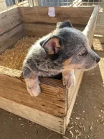 Hondo, a male Australian Cattle Dog for sale in Escalon, CA – 3 of 6