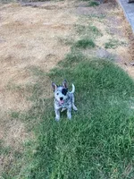 dally, a female Australian Cattle Dog for sale in Escalon, CA – 4 of 9