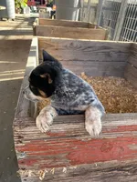 Diesel, a male Australian Cattle Dog for sale in Escalon, CA – 6 of 6