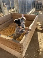 Tex, a male Australian Cattle Dog for sale in Escalon, CA – 2 of 6