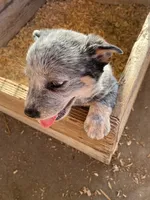 Hondo, a male Australian Cattle Dog for sale in Escalon, CA – 2 of 6