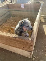 Hondo, a male Australian Cattle Dog for sale in Escalon, CA – 5 of 6