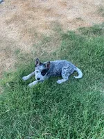 dally, a female Australian Cattle Dog for sale in Escalon, CA – 8 of 9