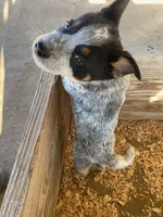 Diesel, a male Australian Cattle Dog for sale in Escalon, CA – 2 of 6