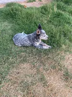 dally, a female Australian Cattle Dog for sale in Escalon, CA – 7 of 9
