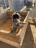 Tex, a male Australian Cattle Dog for sale in Escalon, CA – 3 of 6