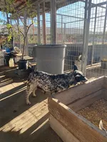 Hondo, a male Australian Cattle Dog for sale in Escalon, CA – 4 of 6