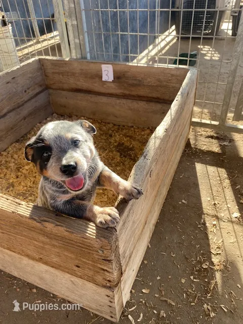 Tex – Australian Cattle Dog puppy for sale in Escalon, CA