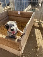 Tex, a male Australian Cattle Dog for sale in Escalon, CA – 1 of 6