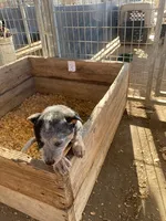 Tex, a male Australian Cattle Dog for sale in Escalon, CA – 5 of 6