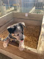 Buster, a male Australian Cattle Dog for sale in Escalon, CA – 5 of 5