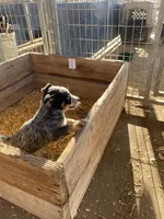 Tex, a male Australian Cattle Dog for sale in Escalon, CA – 6 of 6