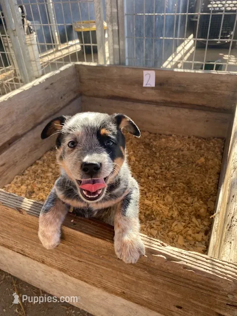 Buster – Australian Cattle Dog puppy for sale in Escalon, CA