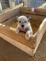 Hondo, a male Australian Cattle Dog for sale in Escalon, CA – 1 of 6