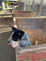 Diesel, a male Australian Cattle Dog for sale in Escalon, CA – 5 of 6
