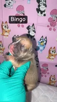 Trixi, a female French Bulldog for sale in Rockford, IL – 5 of 6