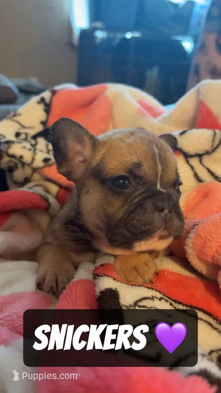 Trixi – French Bulldog puppy for sale in Rockford, IL