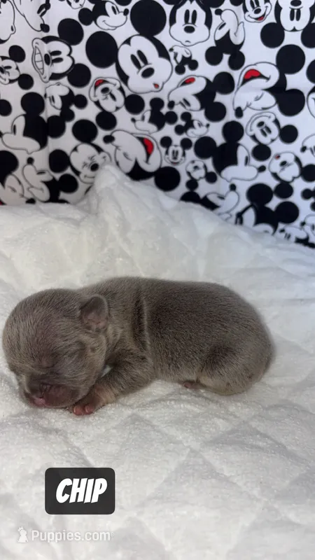 Goofy  – French Bulldog puppy for sale in Rockford, IL