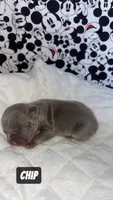 Goofy , a male French Bulldog for sale in Rockford, IL – 1 of 7