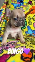 Snickers,Cherry,Bingo, a female French Bulldog for sale in Rockford, IL – 3 of 3