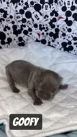 Goofy , a male French Bulldog for sale in Rockford, IL – 7 of 7