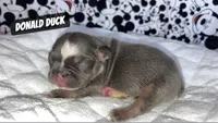 Goofy , a male French Bulldog for sale in Rockford, IL – 3 of 7