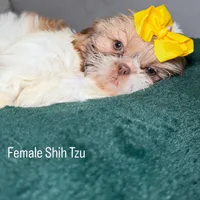 Daisy , a female Shih Tzu for sale in Rockford, IL – 3 of 3