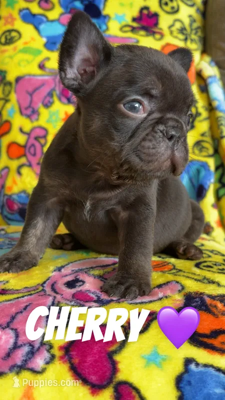 Cherry,Bingo – French Bulldog puppy for sale in Rockford, IL