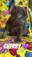 Snickers,Cherry,Bingo, a female French Bulldog for sale in Rockford, IL – 2 of 3