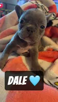 PJ , a male French Bulldog for sale in Rockford, IL – 5 of 5