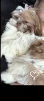 Daisy , a female Shih Tzu for sale in Rockford, IL – 2 of 3