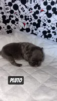 Goofy , a male French Bulldog for sale in Rockford, IL – 2 of 7