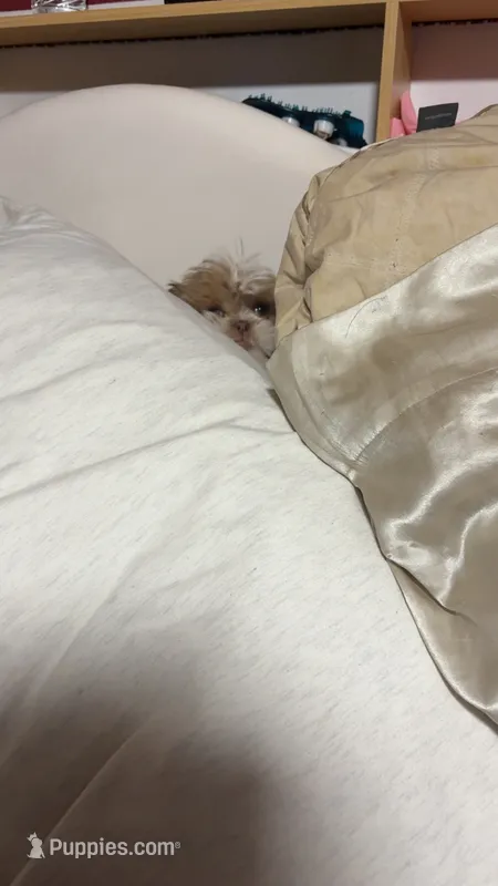 Daisy  – Shih Tzu puppy for sale in Rockford, IL