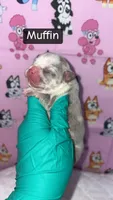 Trixi, a female French Bulldog for sale in Rockford, IL – 6 of 6
