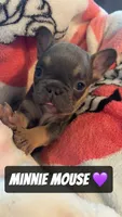 PJ , a male French Bulldog for sale in Rockford, IL – 4 of 5