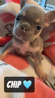 PJ , a male French Bulldog for sale in Rockford, IL – 3 of 5
