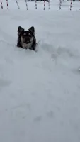 Weezy, a male French Bulldog for sale in Rockford, IL – 2 of 4