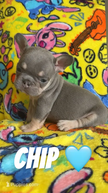 PJ  – French Bulldog puppy for sale in Rockford, IL