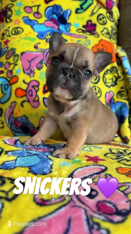 Snickers,Cherry,Bingo – French Bulldog puppy for sale in Rockford, IL