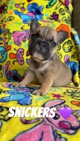 Snickers,Cherry,Bingo, a female French Bulldog for sale in Rockford, IL – 1 of 3