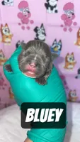 Trixi, a female French Bulldog for sale in Rockford, IL – 1 of 6