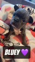 PJ , a male French Bulldog for sale in Rockford, IL – 2 of 5