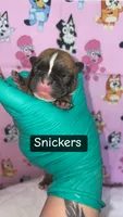 Trixi, a female French Bulldog for sale in Rockford, IL – 2 of 6
