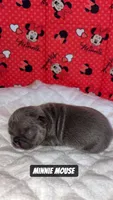 Goofy , a male French Bulldog for sale in Rockford, IL – 5 of 7