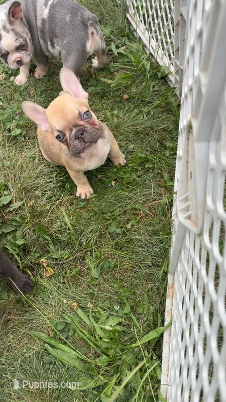 Cherry,Bingo – French Bulldog puppy for sale in Rockford, IL