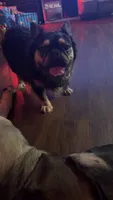 Weezy, a male French Bulldog for sale in Rockford, IL – 3 of 4