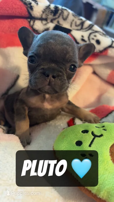 PJ  – French Bulldog puppy for sale in Rockford, IL