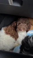 Vinny, a male Poodle - Miniature  for sale in Rockford, IL – 1 of 1